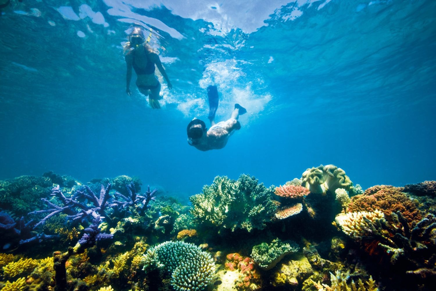 Snorkelling over coral at Great Barrier Reef